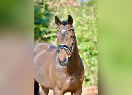 Oldenburger, Merrie, 9 Jaar, 167 cm, Bruin