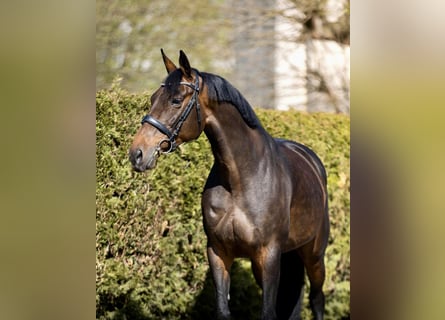 Oldenburger, Merrie, 9 Jaar, 168 cm, Donkerbruin