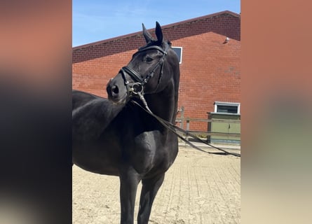 Oldenburger, Merrie, 9 Jaar, 168 cm, Zwart