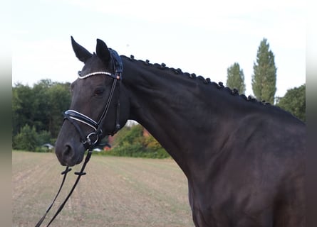 Oldenburger, Merrie, 9 Jaar, 168 cm, Zwart