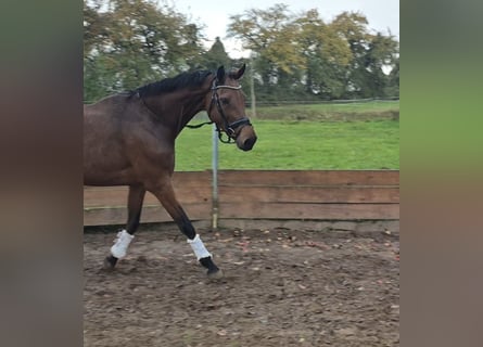 Oldenburger, Merrie, 9 Jaar, 172 cm, Bruin