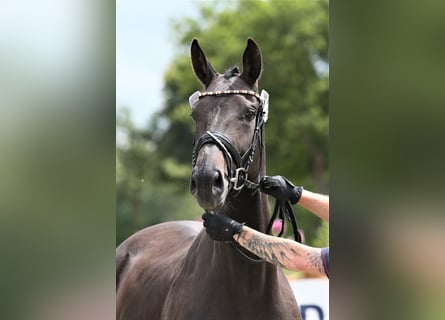Oldenburger, Merrie, 9 Jaar, 172 cm, Donkerbruin