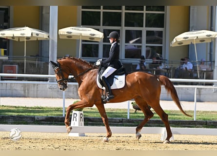 Oldenburger, Merrie, 9 Jaar, 177 cm, Vos