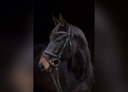 Oldenburger, Merrie, 9 Jaar, Donkerbruin