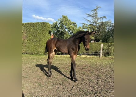 Oldenburger, Merrie, , 168 cm, Donkerbruin