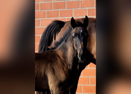 Oldenburger, Merrie, Veulen (06/2025), 169 cm, Donkerbruin