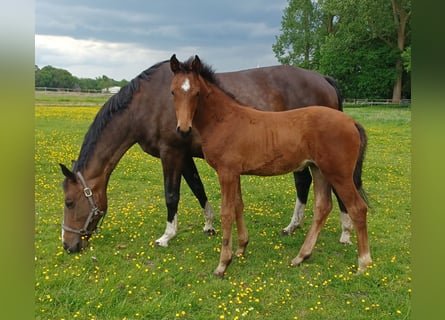 Oldenburger, Merrie, veulen (03/2024), 170 cm, Brauner