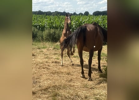 Oldenburger, Merrie, , 170 cm, Bruin