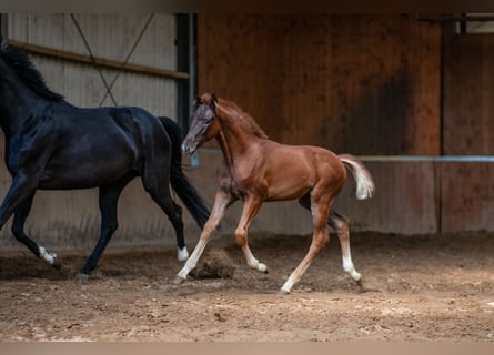 Oldenburger, Merrie, veulen (03/2023), 170 cm, Donkere-vos