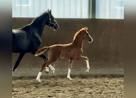 Oldenburger, Merrie, , 174 cm, Donkere-vos