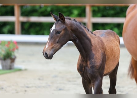 Oldenburger, Merrie, , 175 cm, Bruin
