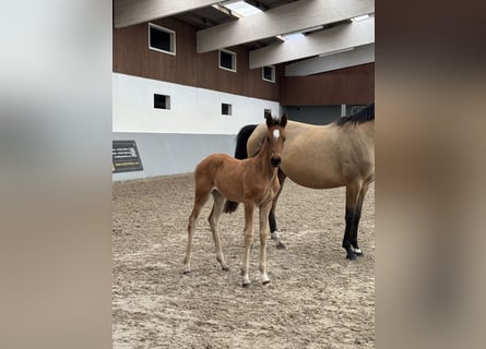 Oldenburger Mix, Merrie, Veulen (03/2026), Bruin