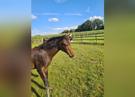 Oldenburger, Merrie, Veulen (04/2025), Donkerbruin