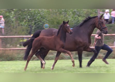 Oldenburger, Merrie, Veulen (06/2025), Donkerbruin