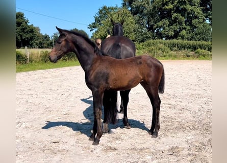 Oldenburger, Merrie, veulen (04/2024), Donkerbruin