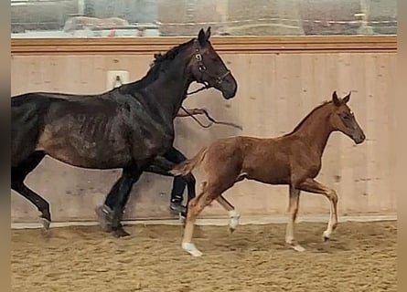 Oldenburger, Merrie, , Donkere-vos