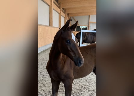 Oldenburger, Merrie, veulen (04/2024), Donkere-vos