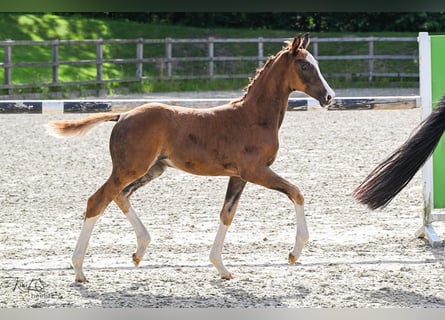 Oldenburger, Merrie, Veulen (06/2025), Donkere-vos