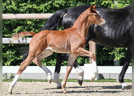 Oldenburger, Merrie, 