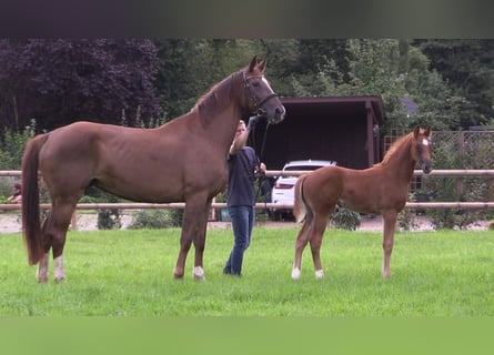 Oldenburger, Merrie, Veulen (06/2025), Vos