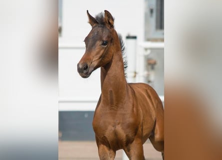 Oldenburger, Merrie, veulen (04/2024), Zwartbruin