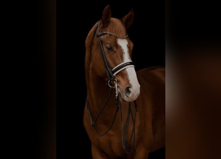 Oldenburger, Ruin, 10 Jaar, 166 cm, Donkere-vos