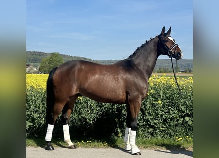 Oldenburger, Ruin, 10 Jaar, 170 cm, Donkerbruin