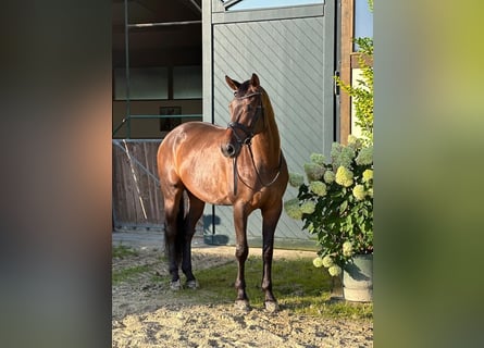 Oldenburger, Ruin, 11 Jaar, 174 cm, Bruin