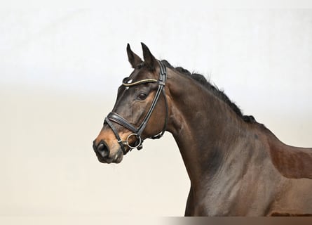 Oldenburger, Ruin, 12 Jaar, 171 cm, Bruin