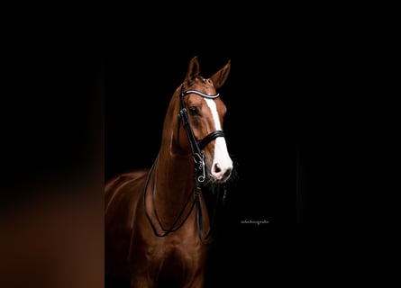 Oldenburger, Ruin, 12 Jaar, 178 cm, Donkere-vos