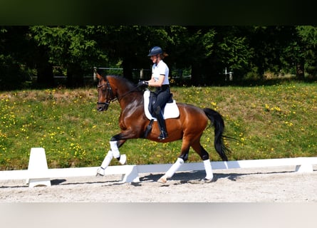 Oldenburger, Ruin, 13 Jaar, 168 cm, Bruin