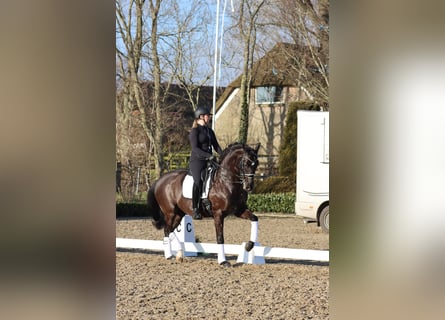 Oldenburger, Ruin, 13 Jaar, 175 cm, Donkerbruin