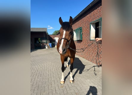 Oldenburger, Ruin, 14 Jaar, 166 cm, Bruin