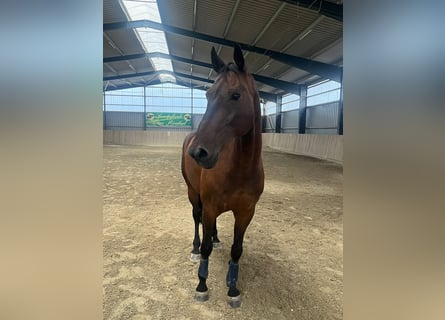 Oldenburger, Ruin, 14 Jaar, 173 cm, Donkerbruin