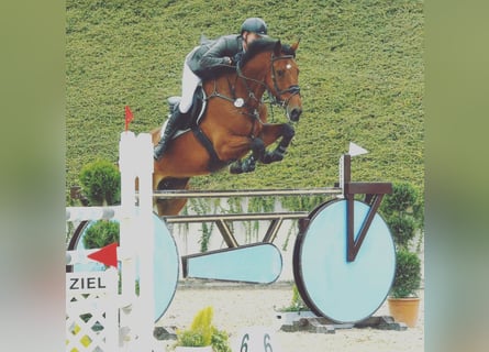 Oldenburger, Ruin, 16 Jaar, 180 cm, Bruin