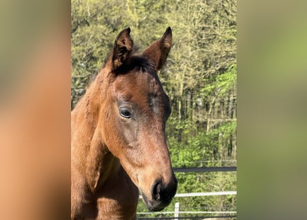 Oldenburger, Ruin, 1 Jaar, 170 cm, Bruin