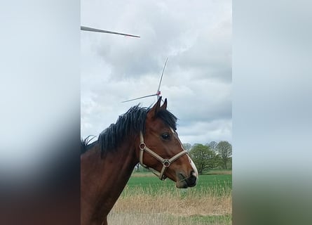 Oldenburger, Ruin, 2 Jaar, 168 cm, Bruin