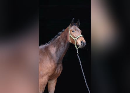 Oldenburger, Ruin, 2 Jaar, 169 cm, Donkerbruin