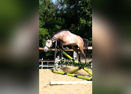Oldenburger, Ruin, 2 Jaar, 173 cm, Schimmel