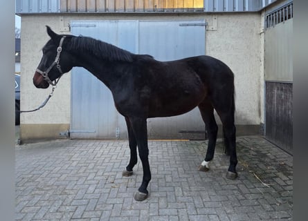 Oldenburger, Ruin, 2 Jaar, Donkerbruin