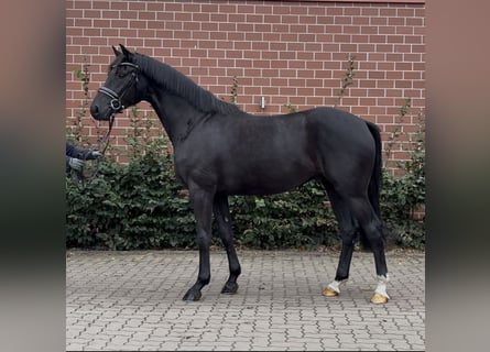 Oldenburger, Ruin, 3 Jaar, 164 cm, Zwart
