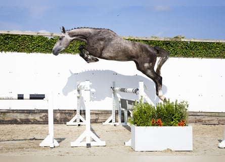 Oldenburger, Ruin, 3 Jaar, 166 cm, Schimmel