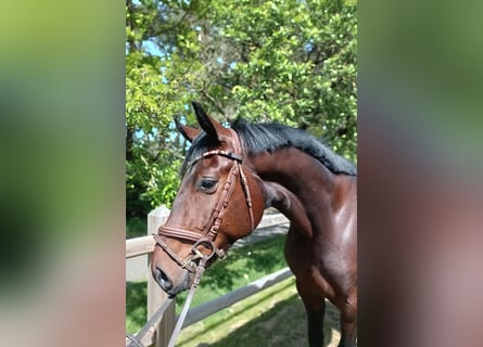 Oldenburger, Ruin, 3 Jaar, 168 cm, Bruin