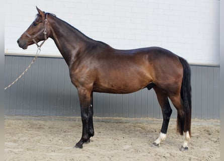 Oldenburger, Ruin, 3 Jaar, 168 cm