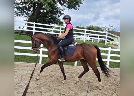 Oldenburger, Ruin, 3 Jaar, 169 cm, Bruin