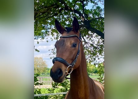 Oldenburger, Ruin, 3 Jaar, 170 cm, Bruin