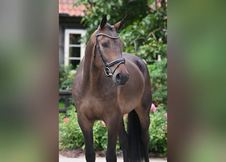 Oldenburger, Ruin, 3 Jaar, 170 cm, Donkerbruin
