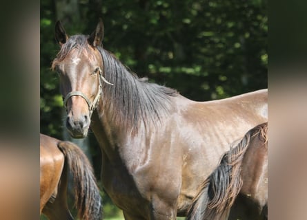 Oldenburger, Ruin, 3 Jaar, 170 cm, Donkerbruin