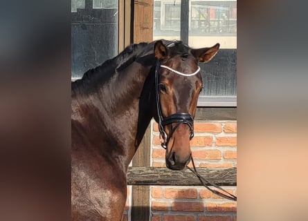 Oldenburger, Ruin, 3 Jaar, 170 cm, Donkerbruin