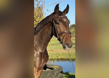 Oldenburger, Ruin, 3 Jaar, 170 cm, Donkerbruin